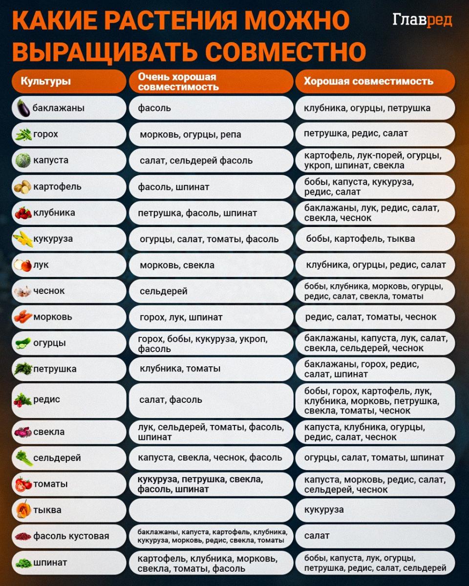 Infografika Ktoré rastliny možno pestovať spoločne