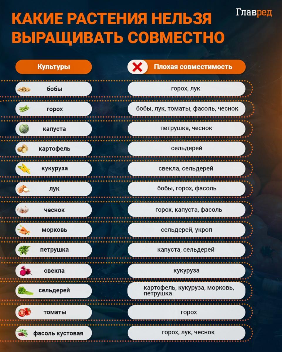 Ktoré rastliny by sa nemali pestovať spolu infografika