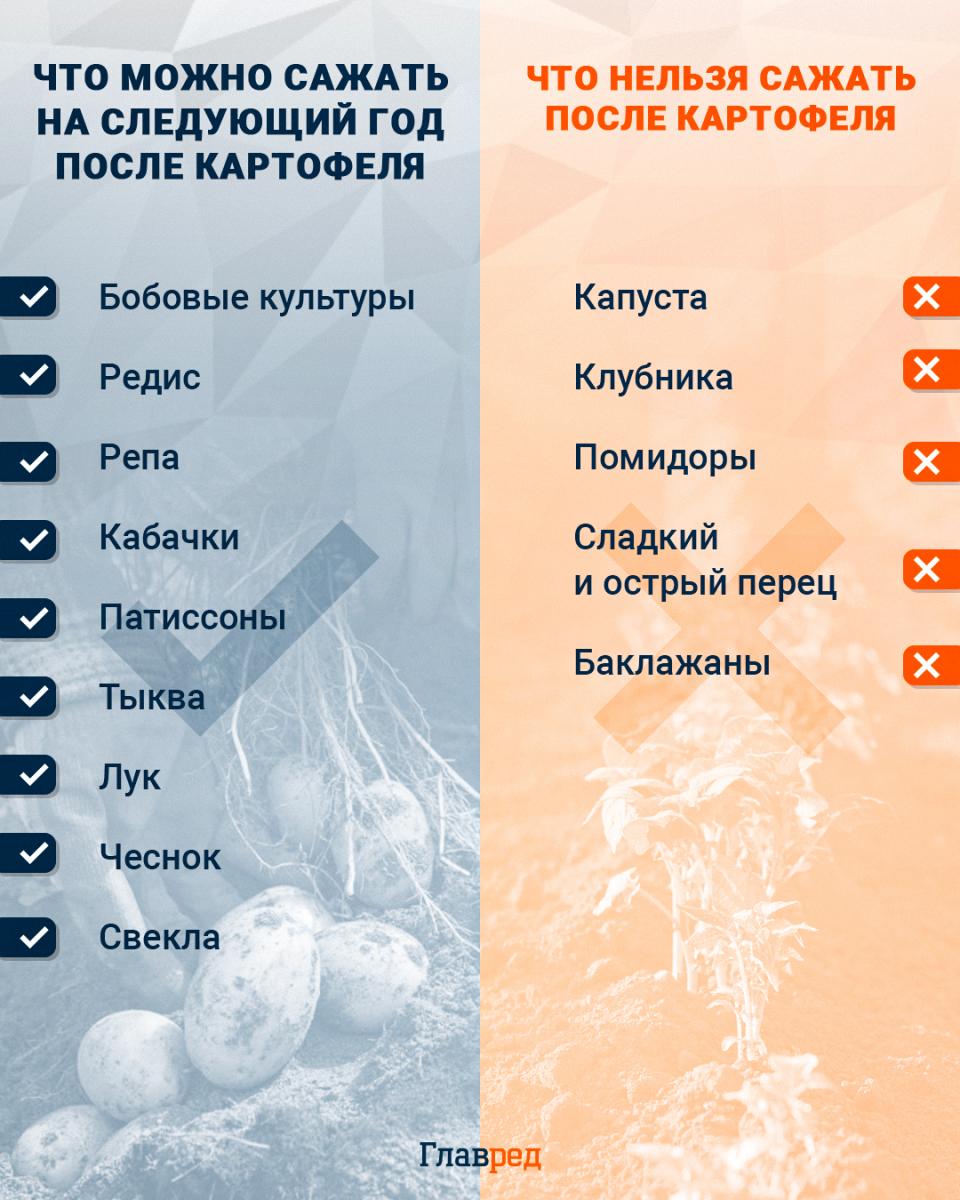 Čo sa môže vysádzať v budúcom roku po zemiakoch infografika